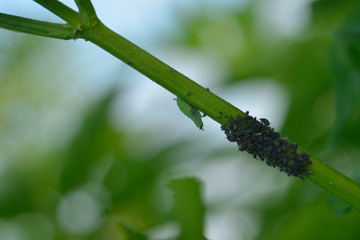 Blattläuse und Raupe
