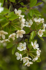 Pear tree blossoms