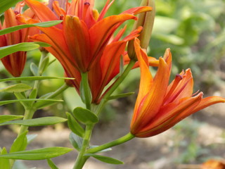 Fototapeta premium Summer, beautiful Lily flowers bright colors. Delicate petals.