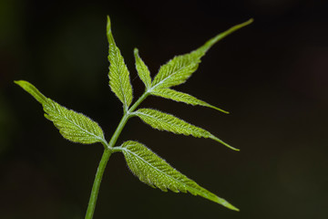 Blatt in der Nahansicht