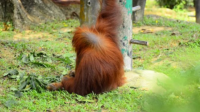 orang utan (pongo pygmaeus) at the zoo. it natural habitat only can be found at the island of Borneo and Sumatra