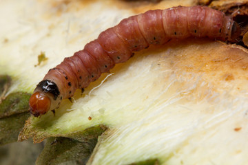 Close up of worm (Mudaria luteileprosa Holloway) on durian fruits.