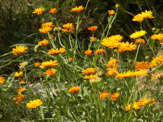 Fototapeta premium Blooming calendula bright Sunny day. Orange pretty flowers.