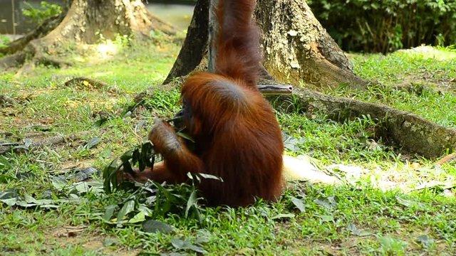 orang utan (pongo pygmaeus) at the zoo. it natural habitat only can be found at the island of Borneo and Sumatra