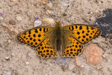 ein Schmetterling Perlmutterfalter sitzt auf einem Gehweg