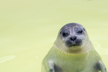 Obraz premium Seehund schaut aus dem Wasser - lustig