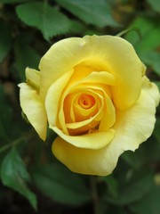 yellow rose on green background