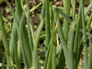 Summer plants. Tender and juicy greens.