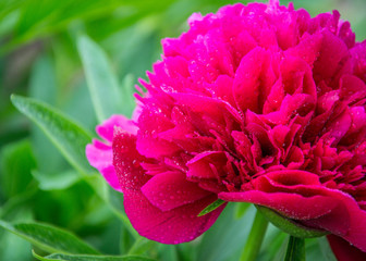 Close-up photo of red peony flower in the garden, macro flower in the park with water drops, freshness after rain