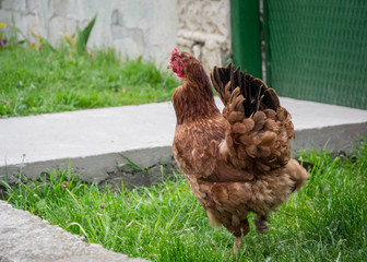 Young beautiful chicken walking in the street, in front of village house, green grass and fence and bird in the street 