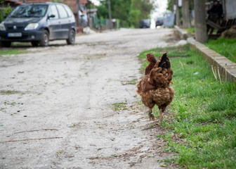 Young beautiful chicken walking in the street, in front of village house, green grass and fence and bird in the street 