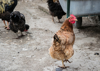 Mixed chicken and rooster in the backyard, farm living, brown, black birds, rural scene