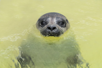 Naklejka premium Seehund schaut aus dem Wasser - lustig