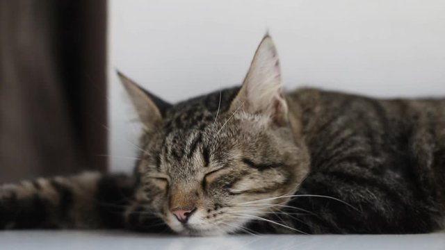 gray cat lying on the window