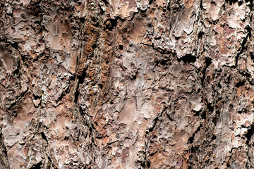 texture of the pine bark in close up