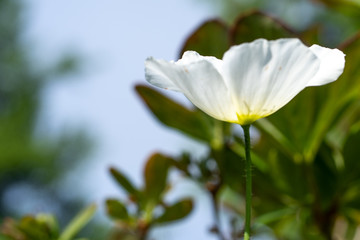 photo of white poppy in the garden, soft focus