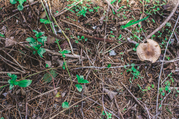 Escribir para añadir, dejar en blanco para borrar