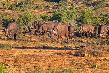 Herd of African Buffalo grazing