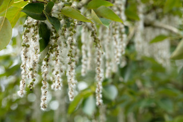 branch of a tree in spring