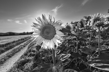 eine schwarz weiss Fotografie eines Sonnenblumenfeldes und ein Wanderweg
