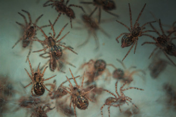 Nest with lots of little spiders, brood. Web close up. Arachnophobia, disgusting and scary concept....