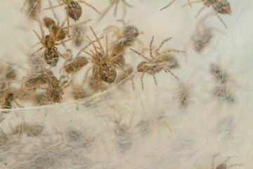 Nest with lots of little spiders, brood. Web close up. Arachnophobia, disgusting and scary concept. Insects phobia, horror, fear and disgust. Baby, reproduction, many offspring. Selective, soft focus