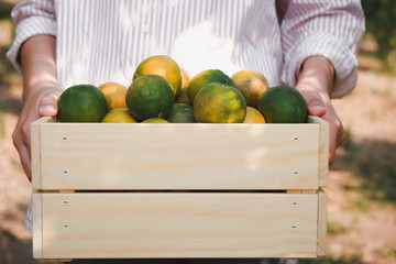 Portrait of Agriculturist Farmer Woman is Harvest Orange While Holding Wooden Basket in Organic Farming., Agriculture Orange Fruit Farm and Plantation Concept., Organic Fruit