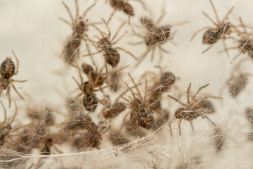 Nest with lots of little spiders, brood. Web close up. Arachnophobia, disgusting and scary concept....