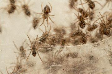 Nest with lots of little spiders, brood. Web close up. Arachnophobia, disgusting and scary concept....