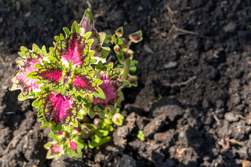 photo of the coleus leafs in the garden