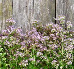 Bunch of fresh Oregano twigs with flowers on old wood.  Pink flowers bouquet of origanum vulgare. Rustic, flower, herb, macro, blurred floral blossom background.