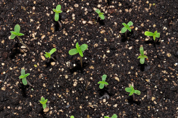 seedling of hemp in planting pot vertical view close up
