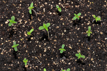 seedling of hemp in planting pot vertical view close up