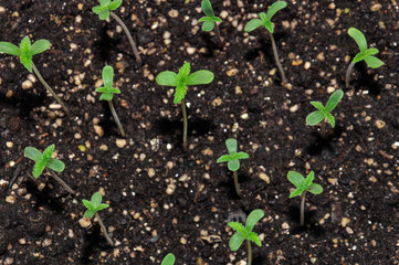 seedling of hemp in planting pot vertical view close up