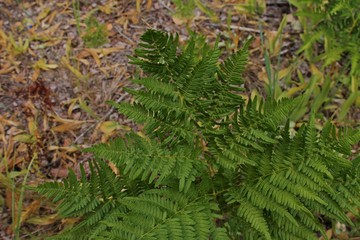 Paporotnik Fern