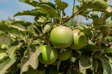 Young apple trees in plantation