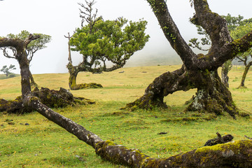 Madeira - Wanderung im Lorbeerwald: Alter krummer verwitterter Baum