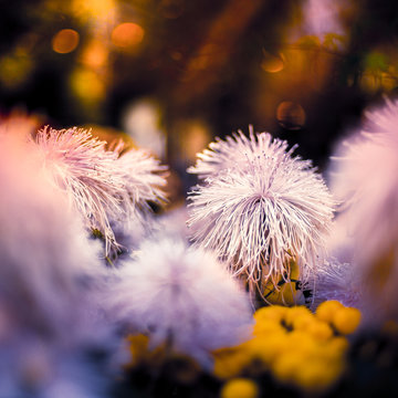 White Mimosa microphylla flowers that look like koosh balls, also known as Littleleaf Sensitive Briar, Little-leaf Mimosa, Catclaw Sensitive Briar, Smooth-leaf Sensitive Briar and Shame Vine