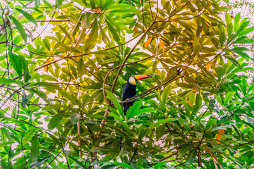 A wild toucan, also known as Ramphastos toco, toco toucan, common toucan or giant toucan, perched on a branch surrounded by green leaves in a forest in Singapore, Asia