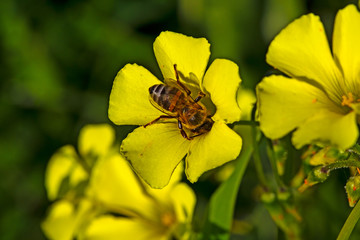 African bee collecting pollen from yellow flower
