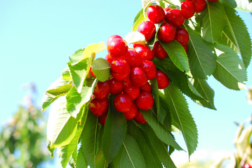 ripe cherries on the tree against blue sky