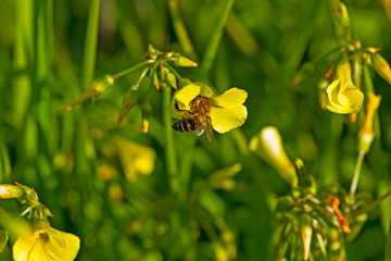 African bee clinging to yellow spring wildflower