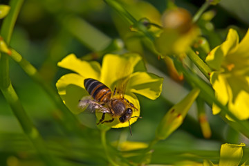 African bee hovering above yellow spring wildflower