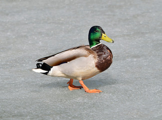 duck in water