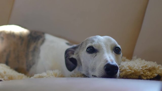 Cute white whippet laying his head down on the bed and blinking his eyes