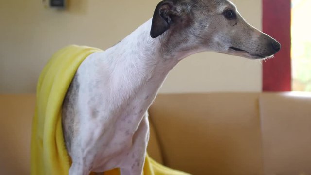 White whippet nervously looking around with a yellow blanket on his back inside the house.