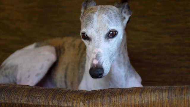 Cute white whippet shaking out of fear and looking around in panic in a swing chair