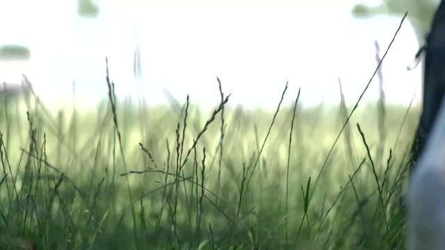 Black whippet legs standing and coming towards the camera on the grass outside in nature.