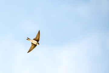 schnelle Uferschwalbe im Flug