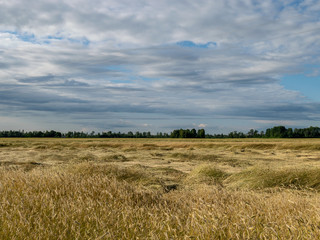 Obraz premium Gold Wheat flied panorama, rural countryside 
